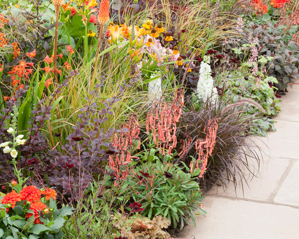 Phygelius 'Candy Drops Tangerine'