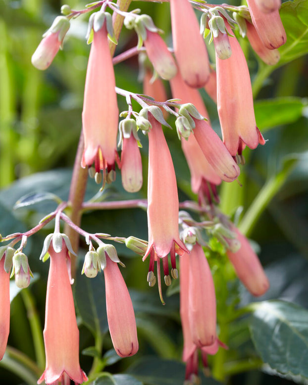Phygelius 'Candy Drops Tangerine'