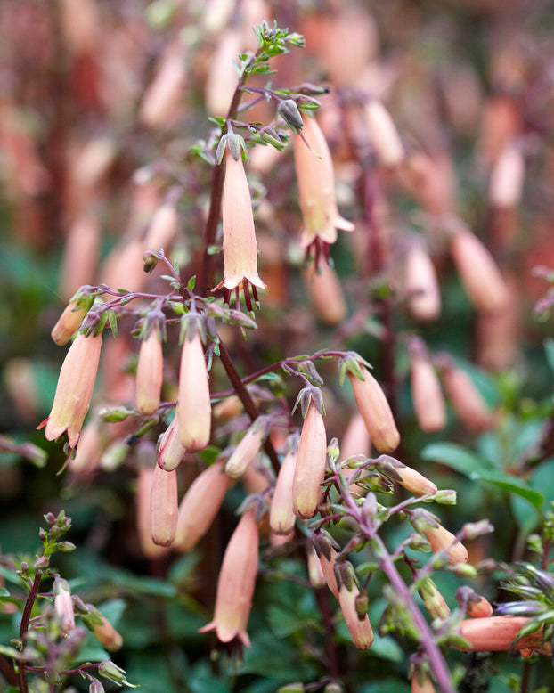 Phygelius 'Candy Drops Tangerine'