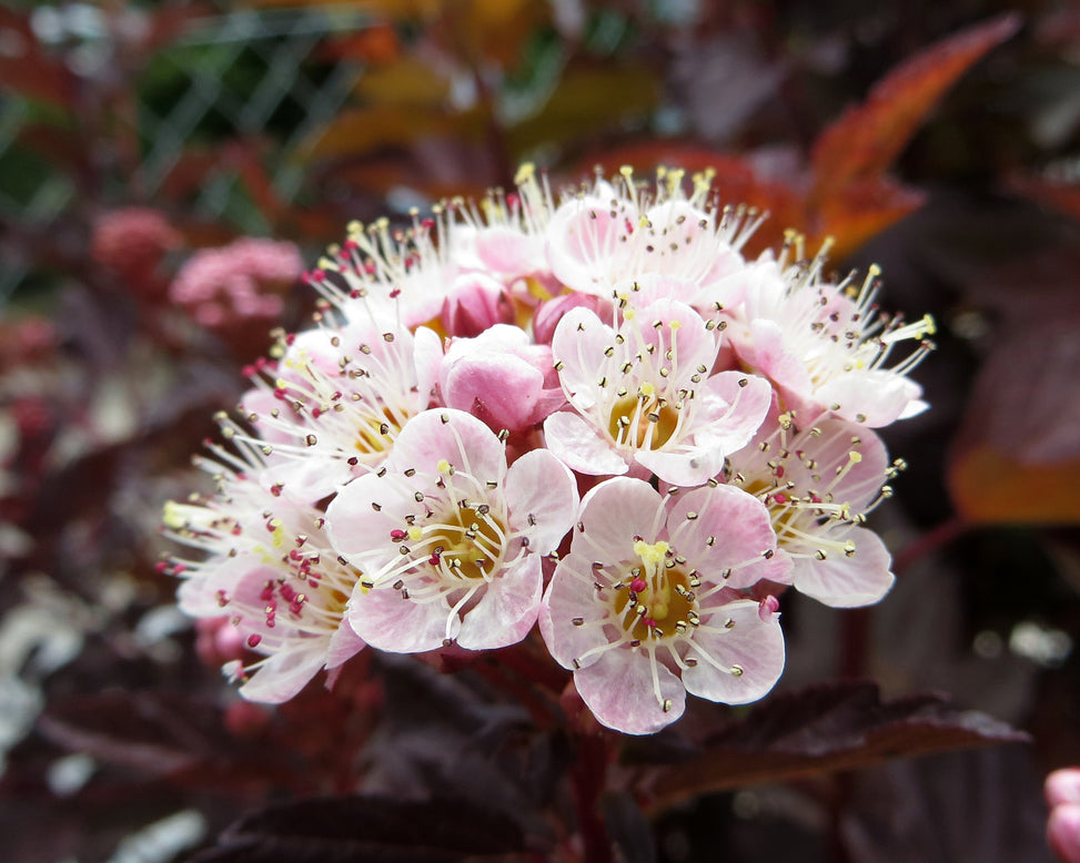 Physocarpus 'Lady in Red'