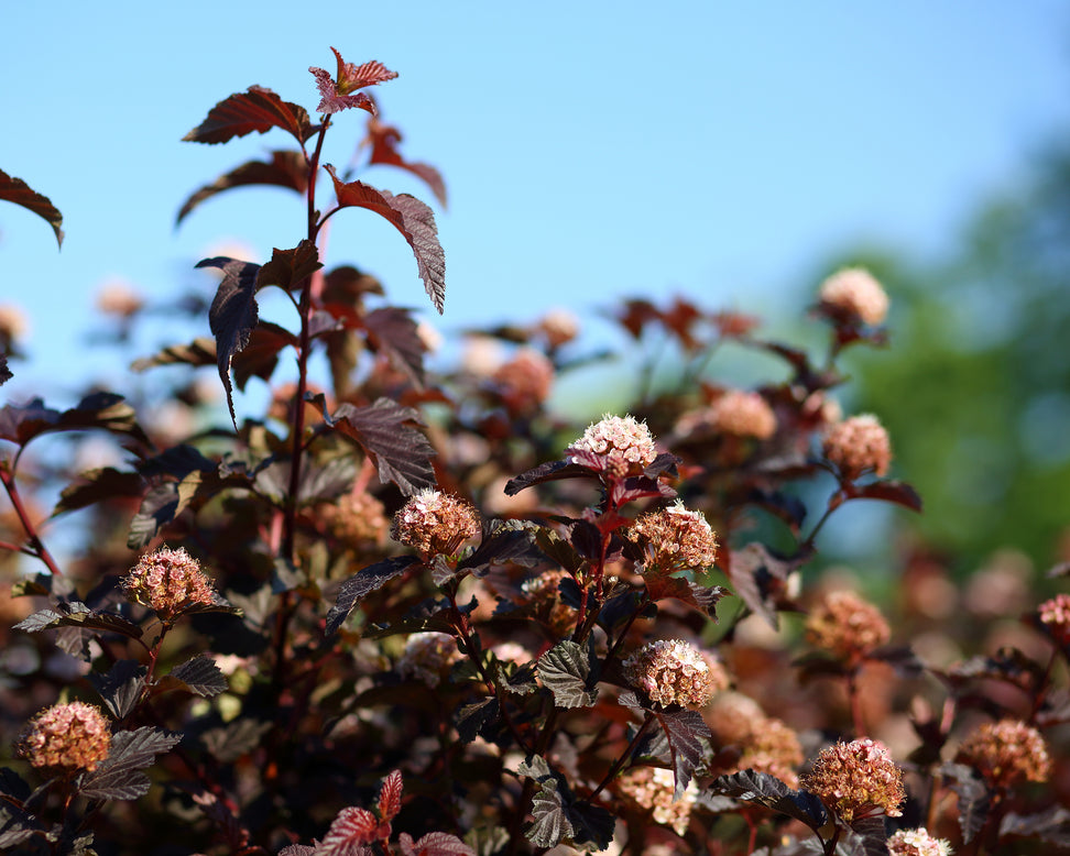 Physocarpus 'Lady in Red'