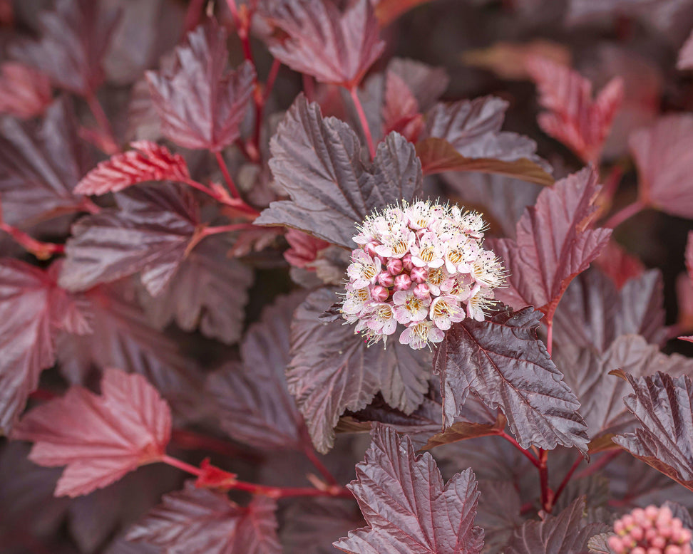 Physocarpus 'Lady in Red'