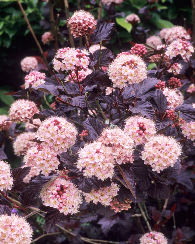 Physocarpus 'Lady in Red'
