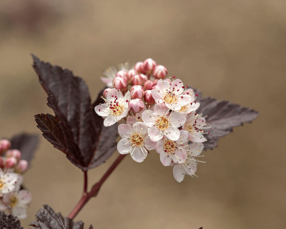 Physocarpus 'Lady in Red'