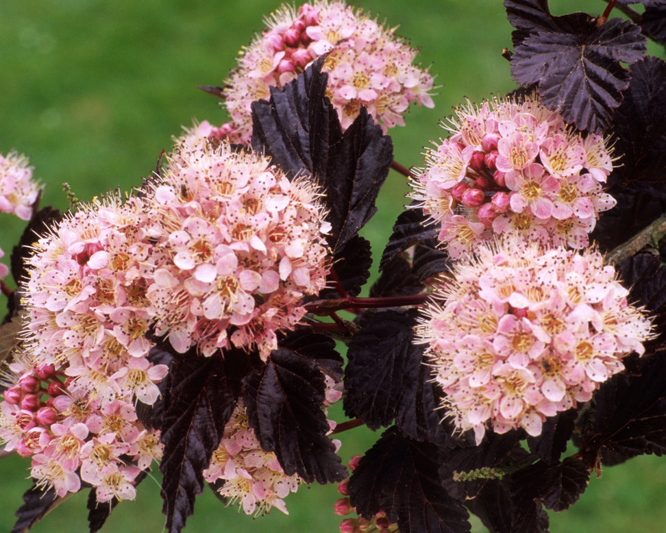 Physocarpus 'Lady in Red'