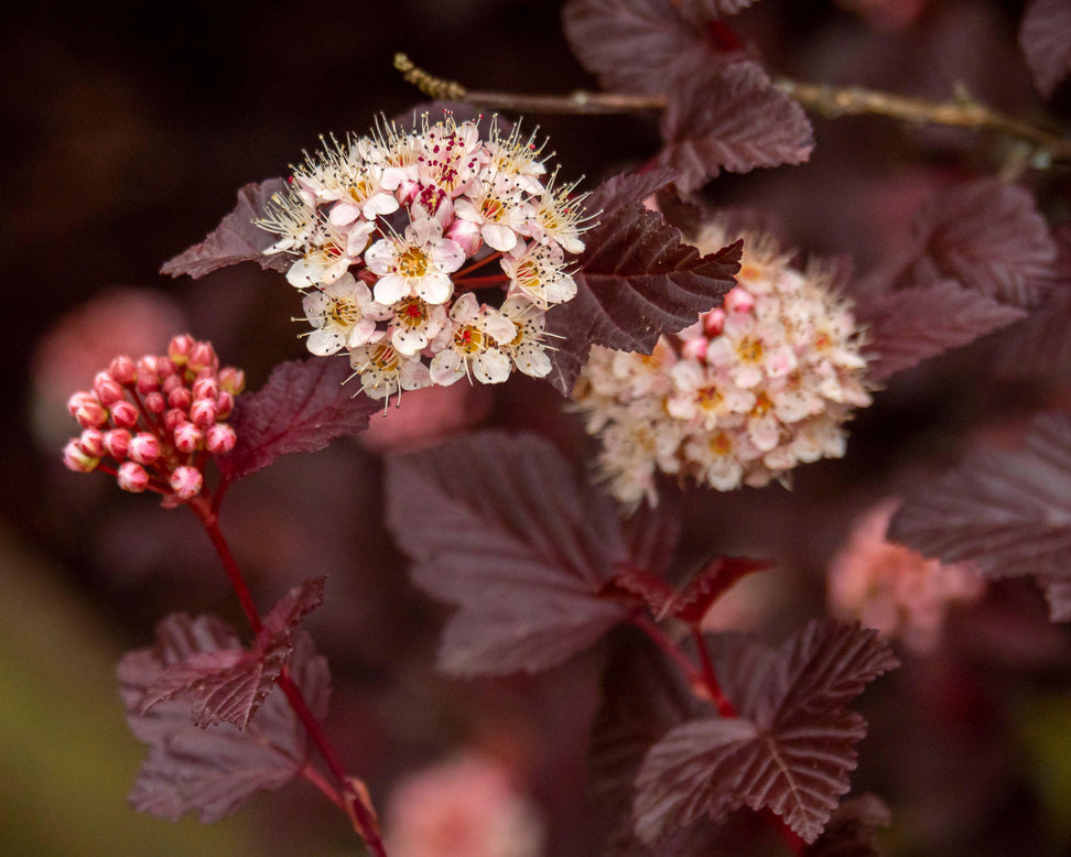 Physocarpus 'Lady in Red'