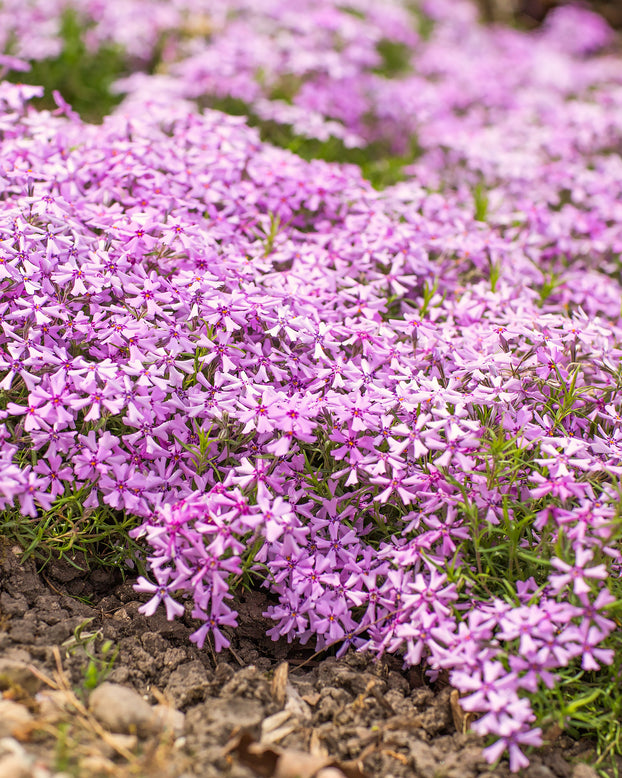 Phlox 'Ground Pink'