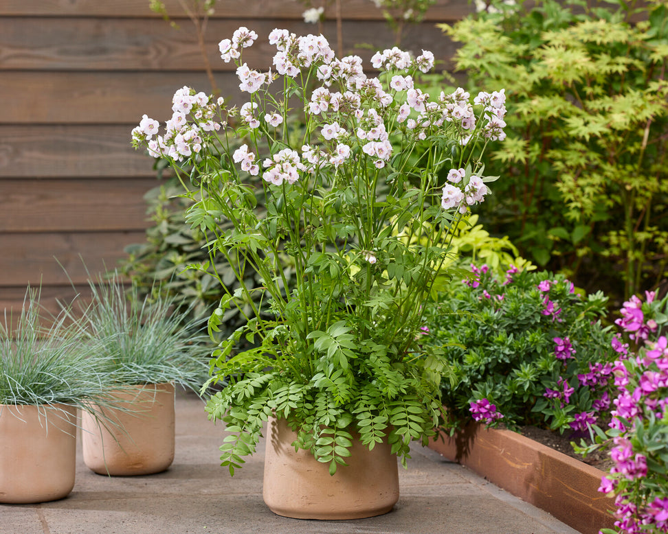 Polemonium 'Violet Heart'