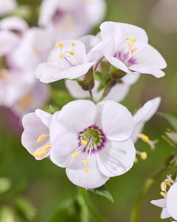 Polemonium 'Violet Heart'