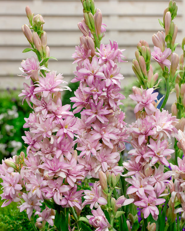 Polianthes 'Pink Sapphire'