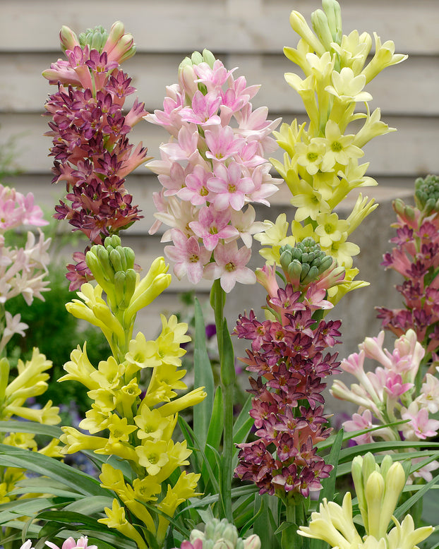 Polianthes 'Super Gold'