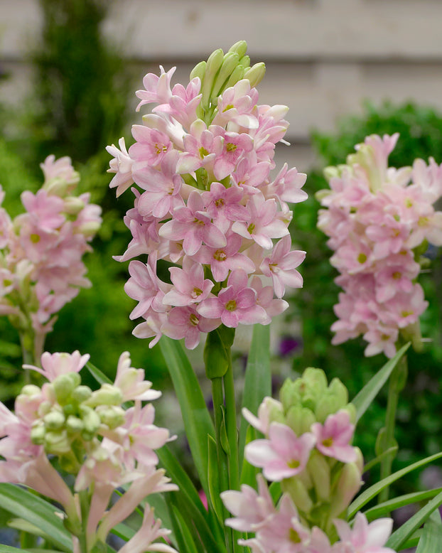 Polianthes 'Sensation'