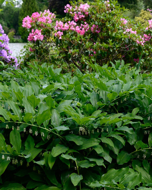 Polygonatum multiflorum