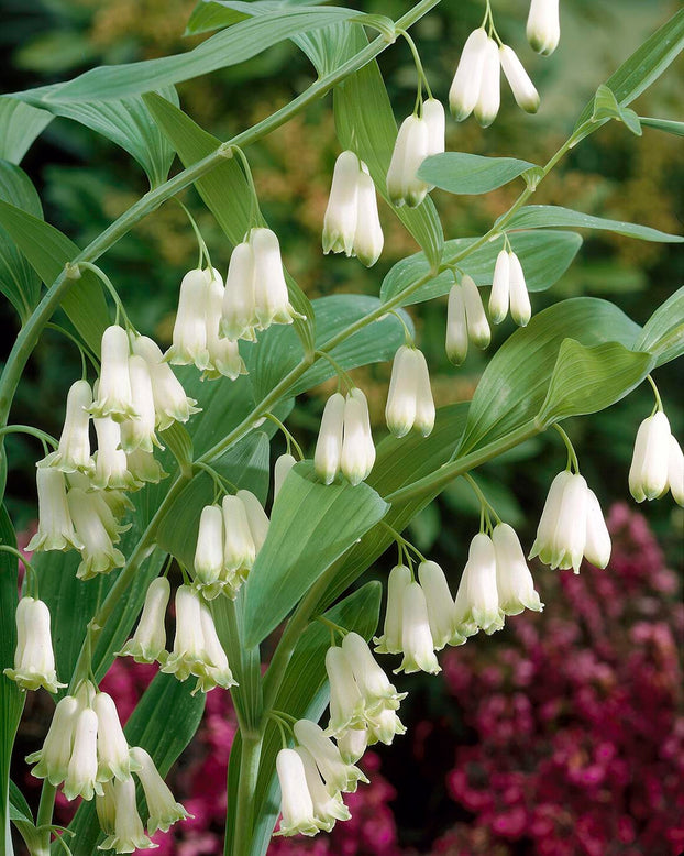 Polygonatum multiflorum