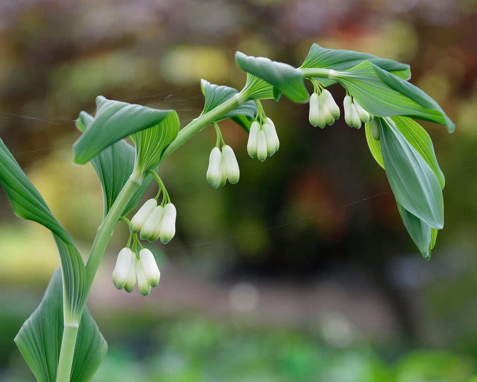 Polygonatum multiflorum