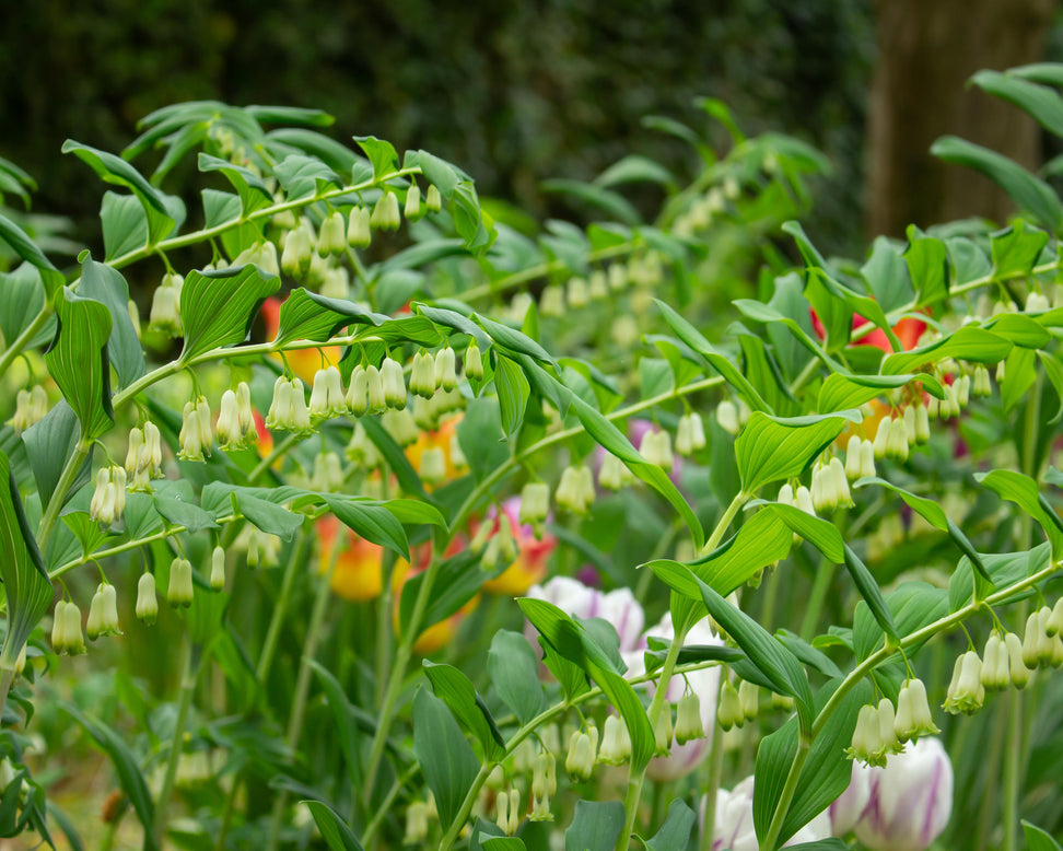 Polygonatum multiflorum