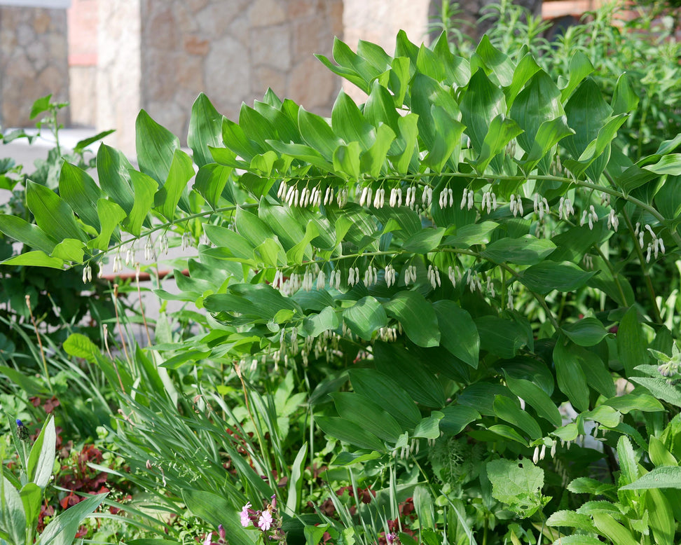 Polygonatum multiflorum