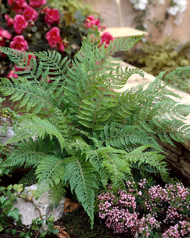 Polystichum 'Plumosum'