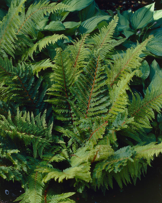 Polystichum 'Plumosum'