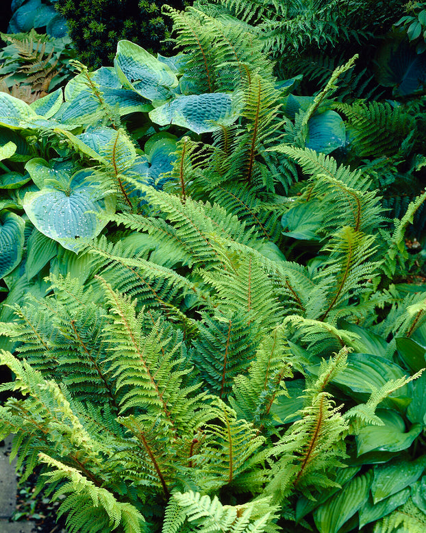 Polystichum 'Plumosum'