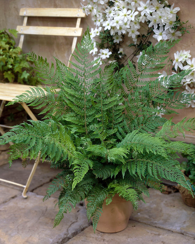 Polystichum 'Plumosum'