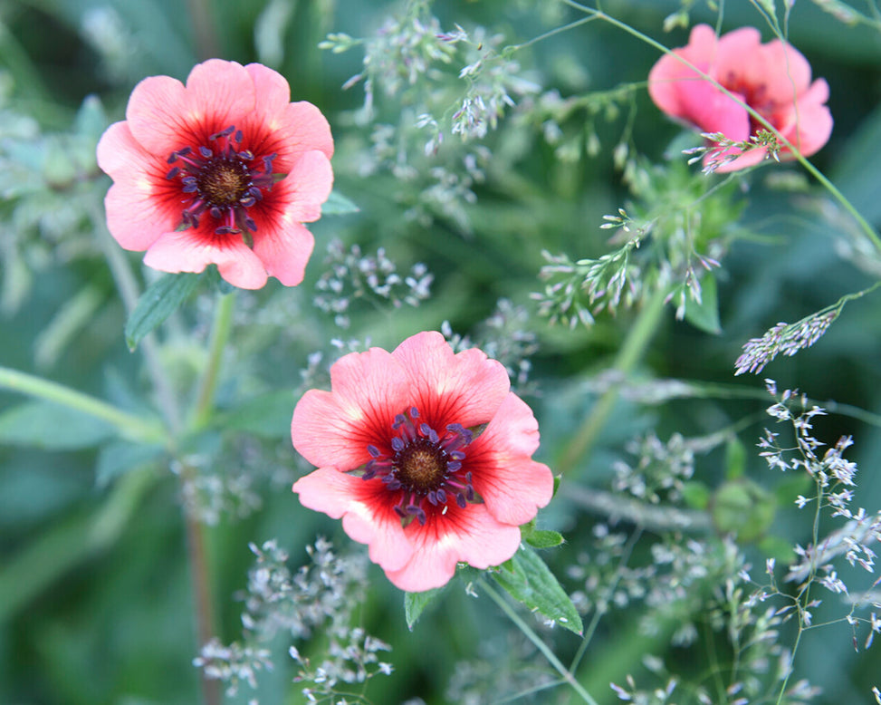 Potentilla 'Miss Willmott'