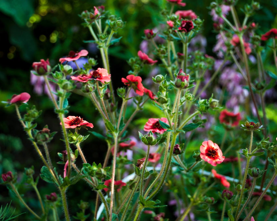 Potentilla 'Miss Willmott'