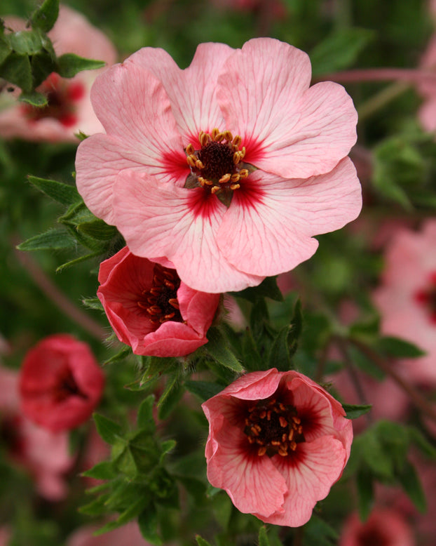 Potentilla 'Miss Willmott'