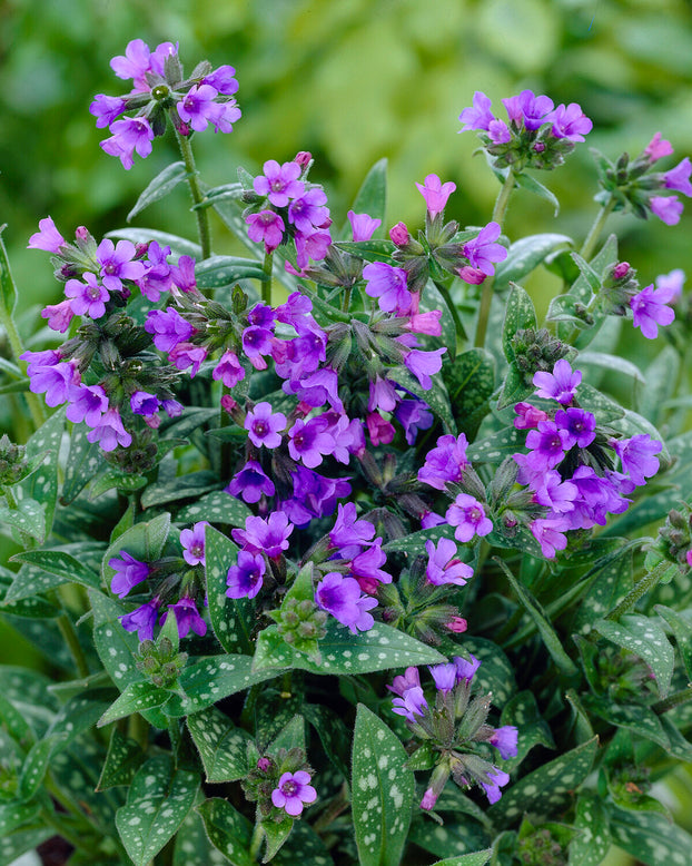 Pulmonaria 'Little Star'