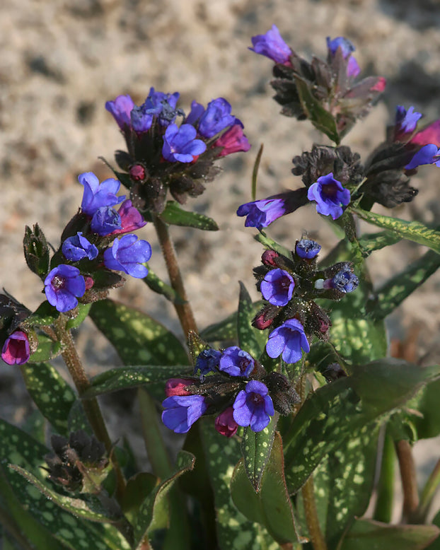 Pulmonaria 'Little Star'
