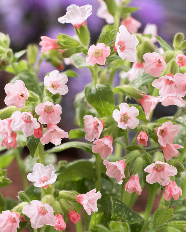 Pulmonaria 'Pierre's Pure Pink'