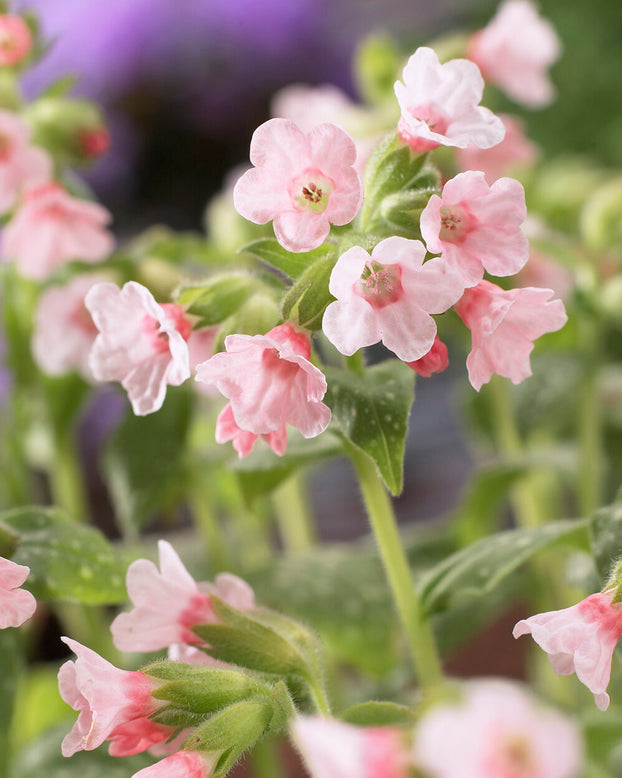 Pulmonaria 'Pierre's Pure Pink'