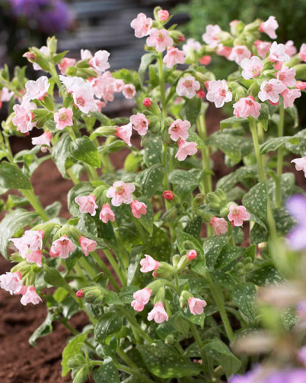 Pulmonaria 'Pierre's Pure Pink'