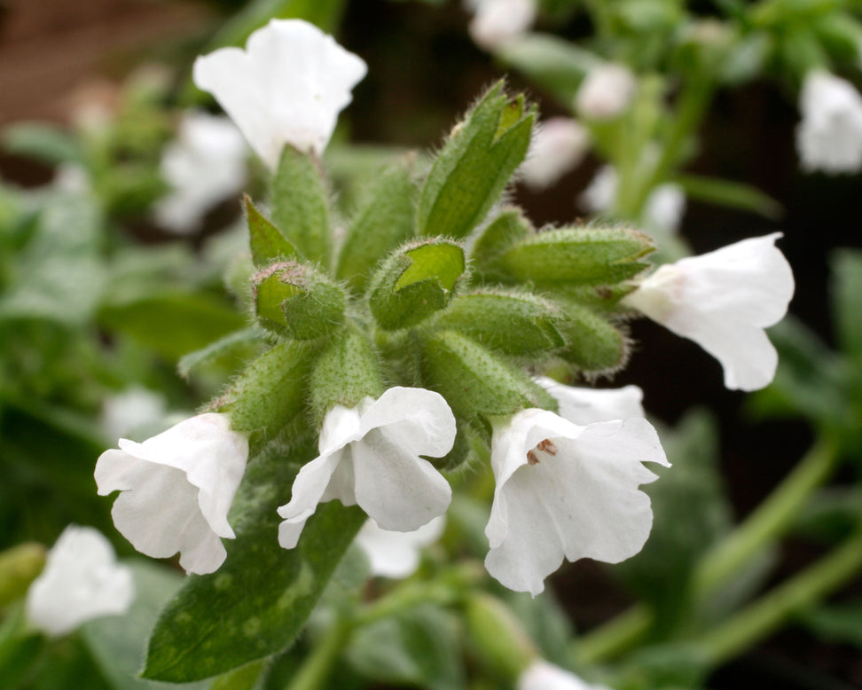 Pulmonaria 'Sissinghurst White'