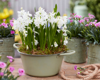 Puschkinia libanotica 'Alba' Puschkinia libanotica 'Alba'