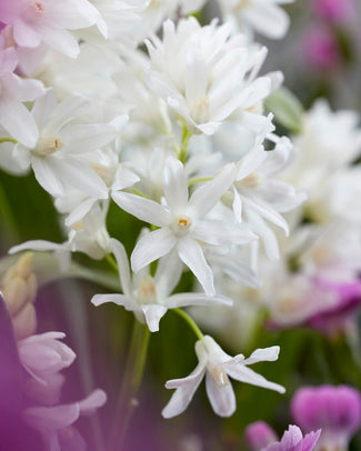 Puschkinia libanotica 'Alba' Puschkinia libanotica 'Alba'