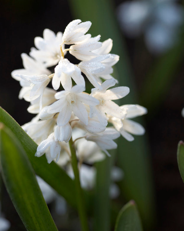 Puschkinia libanotica 'Alba'