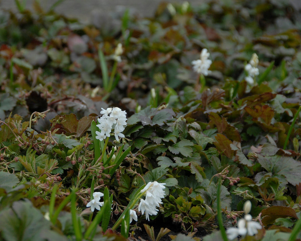 Puschkinia libanotica 'Alba'
