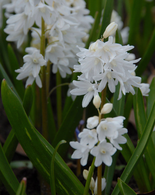 Puschkinia libanotica 'Alba'