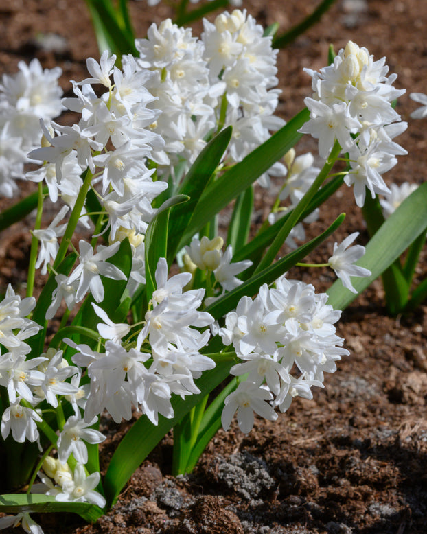 Puschkinia libanotica 'Alba'