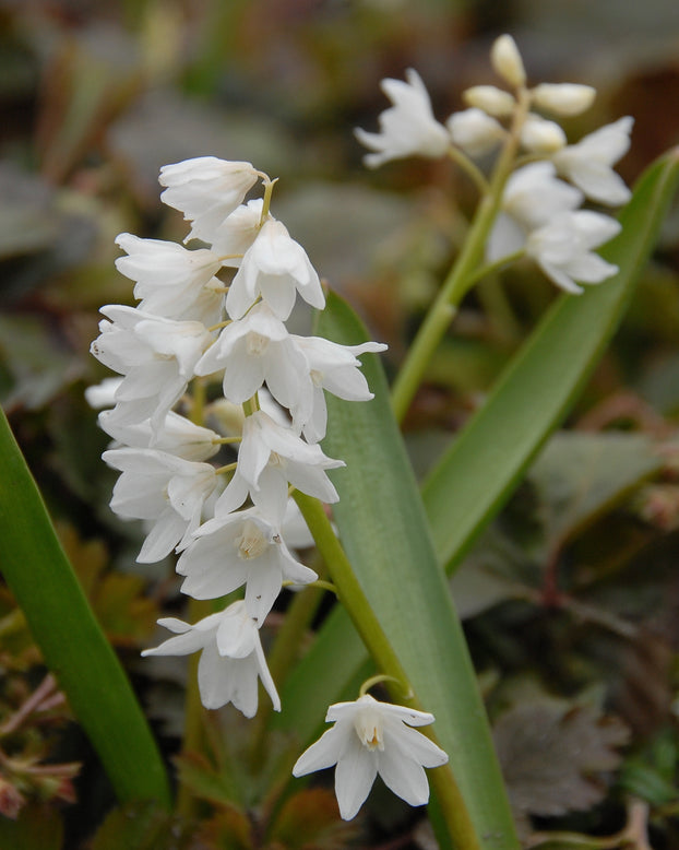 Puschkinia libanotica 'Alba'