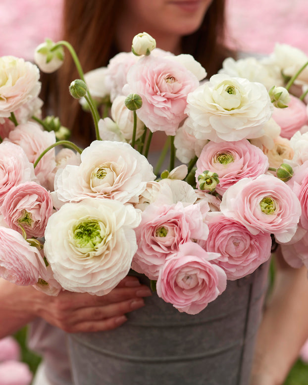 Ranunculus 'Amandine Chamallow'