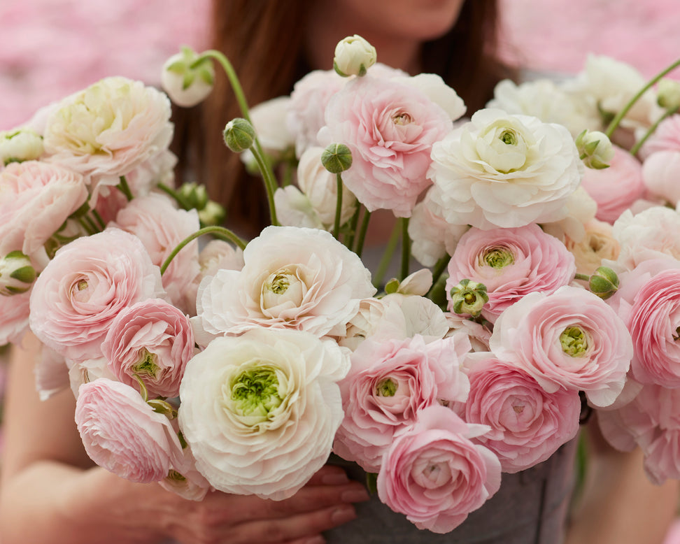 Ranunculus 'Amandine Chamallow'