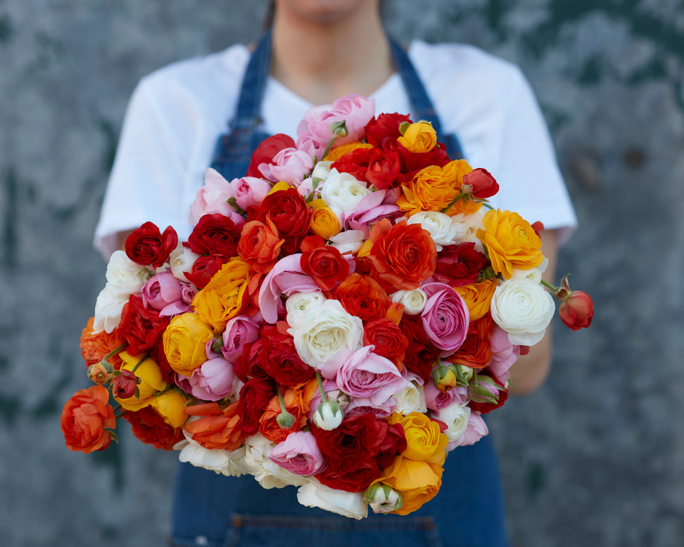 Ranunculus 'Amandine Couleur Mixte'