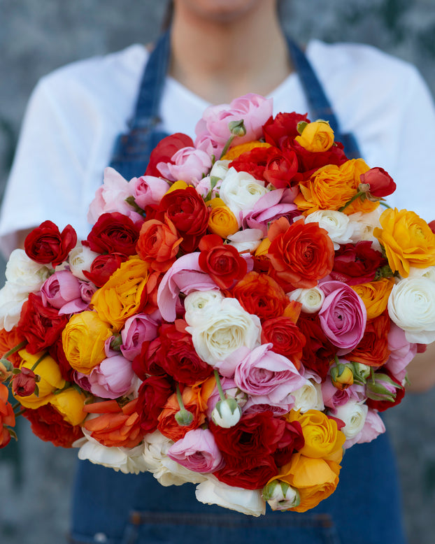 Ranunculus 'Amandine Couleur Mixte'