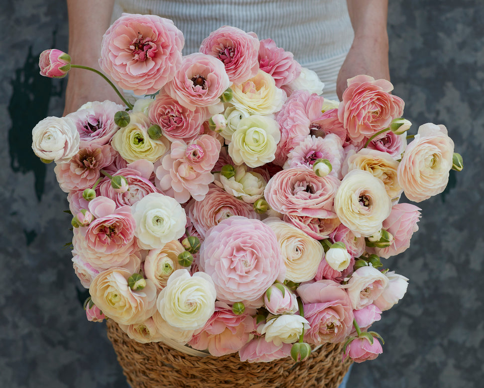 Ranunculus 'Amandine Porcelaine'