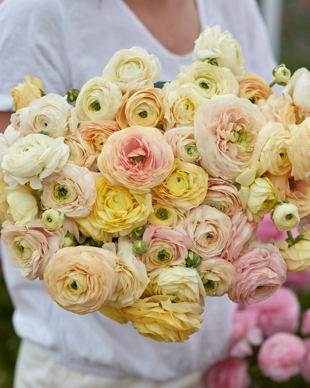 Ranunculus 'Amandine Wedding Pastel'