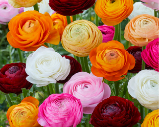 Ranunculus 'Ardèche Mix' Ranunculus 'Ardèche Mix'