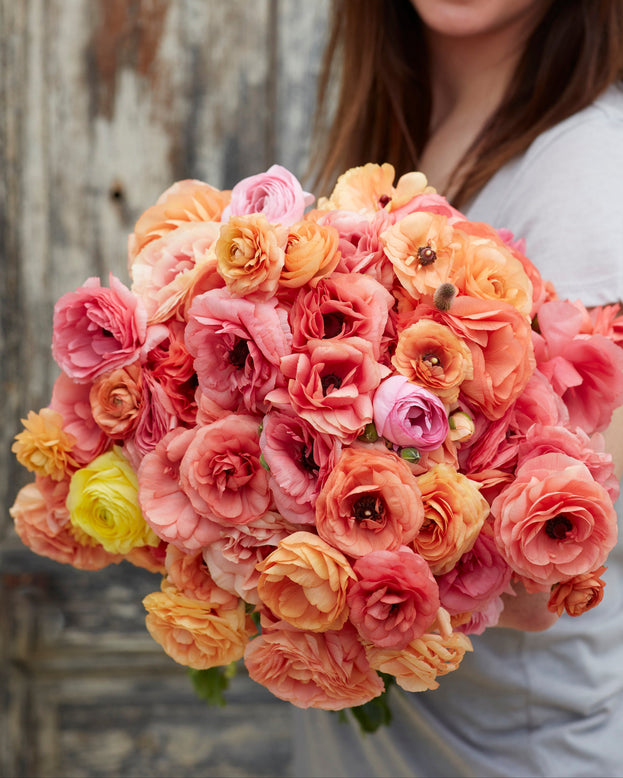 Ranunculus 'Friandine Salmon'