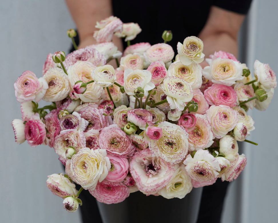 Ranunculus 'Friandine White Picotee'